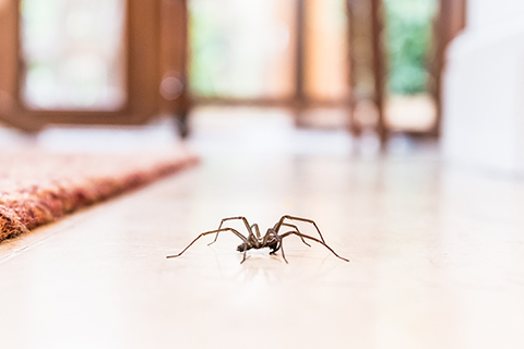 Insecte_vignette.jpg